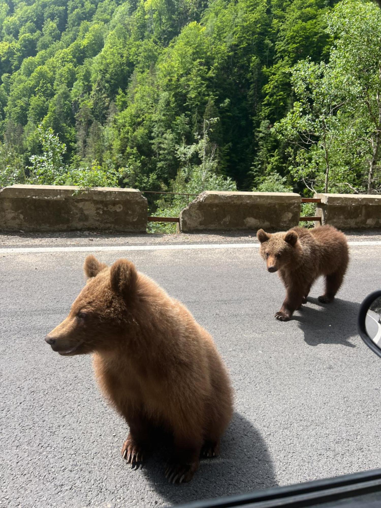 Casa Lupilor Transfagarasan Villa Căpăţîneni-Ungureni Bagian luar foto